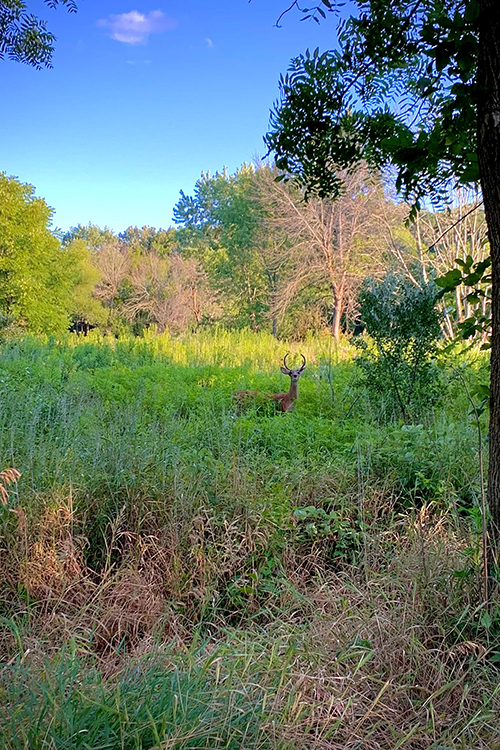 Step Challenge photo