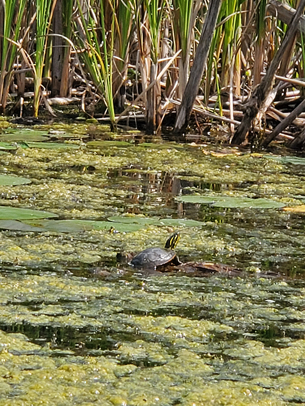 Step Challenge photo