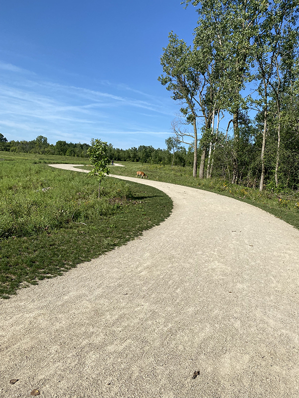 Step Challenge photo